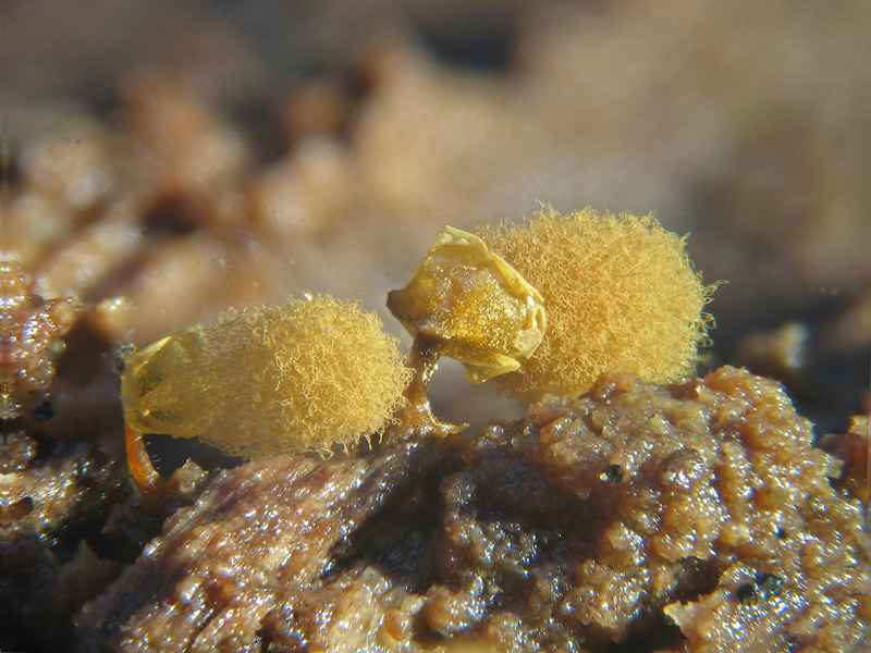 Ma non spariscono mai ?